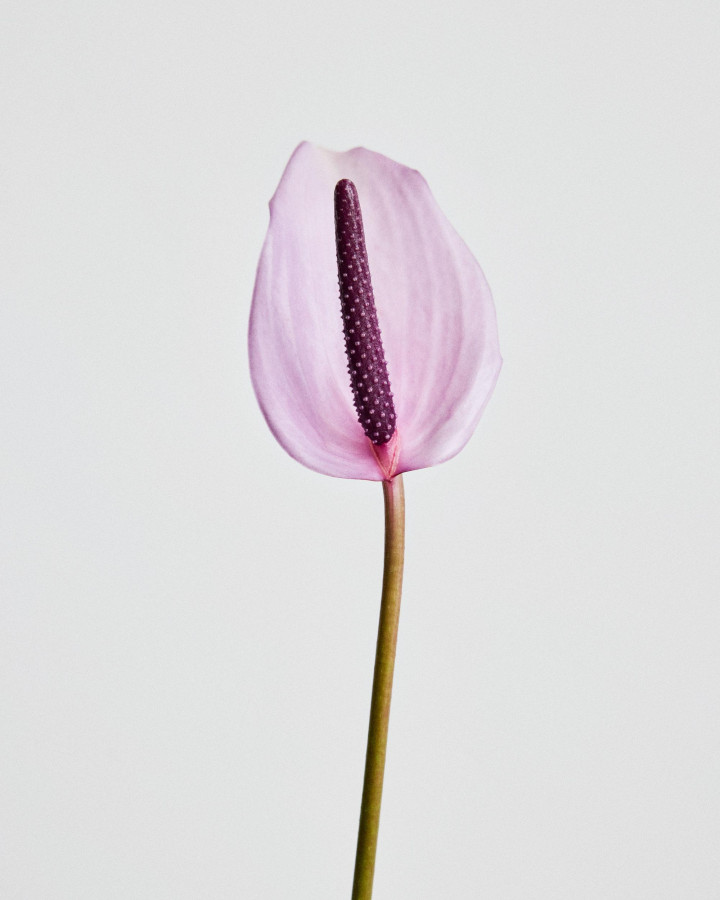 Iittala Flowers SS26 01 Anton Sucksdorff