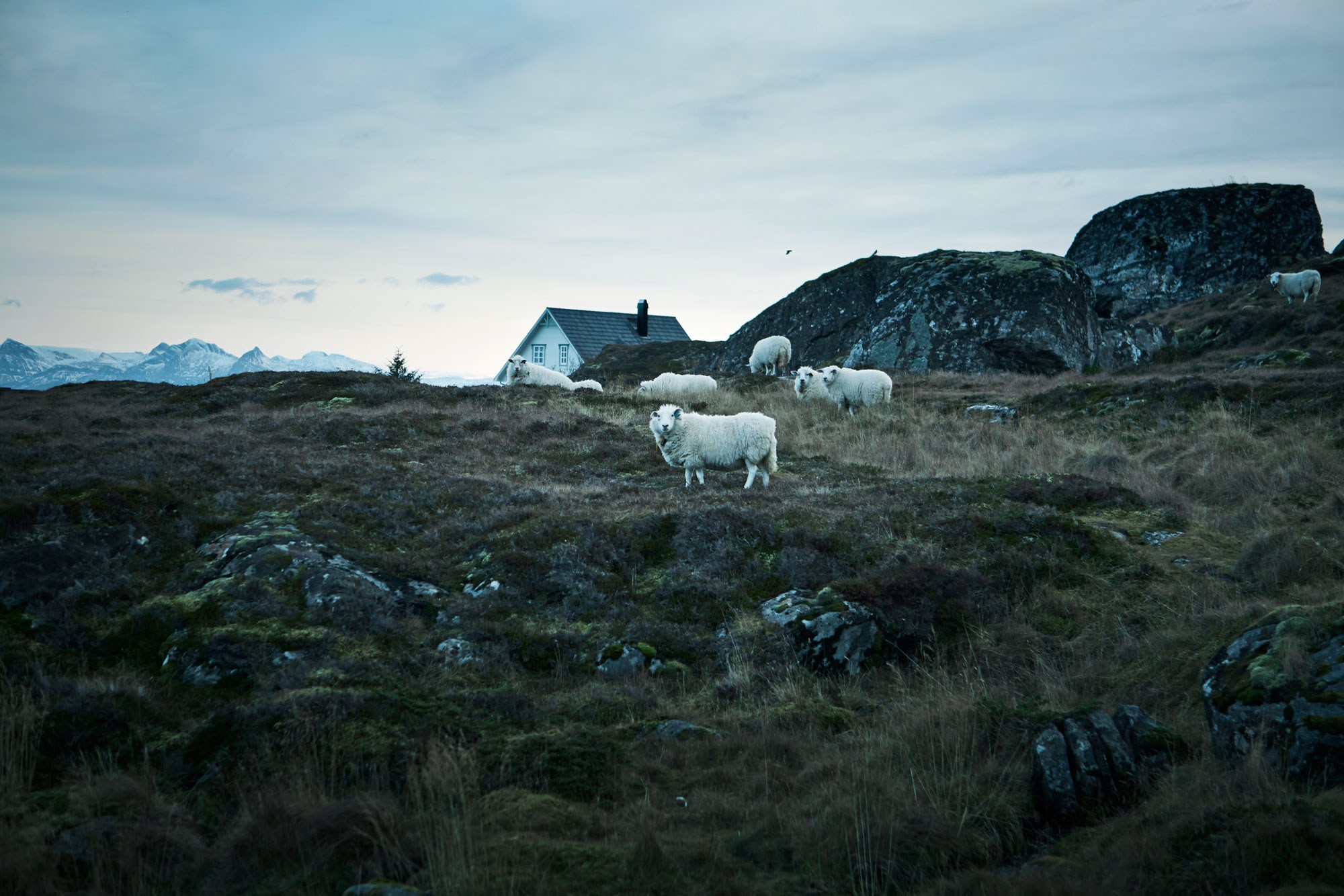 Lovund 3 Anton Sucksdorff